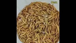Mealworms va guppy #timelapse  #mealworms  #mealworm #wormlapse