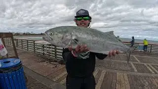 CATCHING GIANT BLUEFISH IN SOUTH FLORIDA