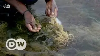 Zanzibar&rsquo;s seaweed industry at risk | DW English