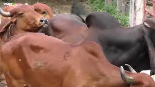 Ganader&iacute;a Santa Clara