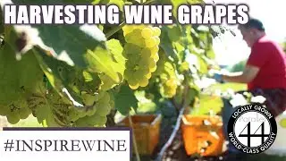 Harvesting Wine Grapes