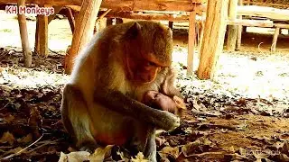 Adorable Macaque Sreyroth stop temper suddenly even if tantrums to her baby | She is a best mum