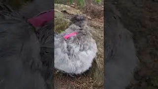 My blind hen trying to find a good nestspot