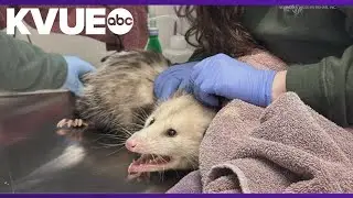 Blossom the Opossum eats whole chocolate cake