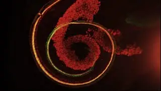 The Inner Ear