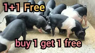 buy one get one free // Assam Pig farm // gahori farm Assam // f1 Pig farming // Hampshire Pig farm