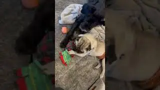 Meet Our Silly Little Pug, Otis, Waiting for a Home