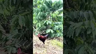 Wild chicken trap