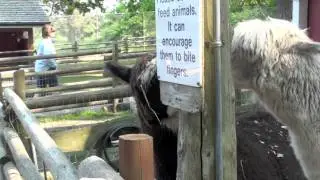 Alpaca Attack!
