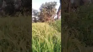 ll paddy field 🙏 #youtube #indainvlog #youtubeshorts