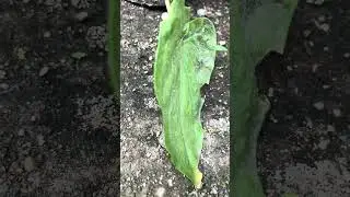 Caterpillars in the garden! They are a family!
