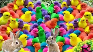 RAINBOW BABY CHICKS RUNNING EVERYWHERE ||  ADORABLE BABY CHICKS IN RAINBOW COLORS