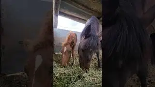 Feeding Chaos on a Gloomy Day | Scratch, Snack, Repeat #foal #horse #equestrian #farmlife