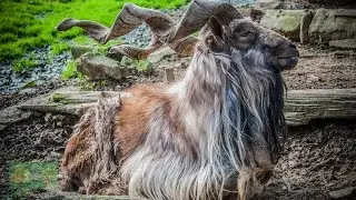 The Markhor Goat's Spiritual Journey: Unlocking Divine Majesty in the Mountains | Divine Designs