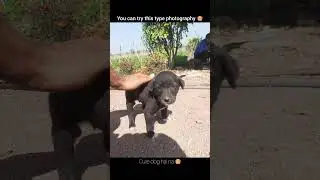 aise photography kiya karo haina.. #trending #viralshort #dog #photoshoot #viralvideo #petsofindia