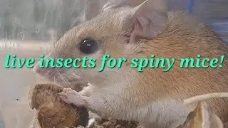 Importance of live insects in a spiny mouse diet | Care