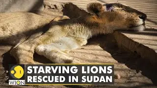 Wildlife enthusiasts save starving lions in Sudan | Latest World English News | WION