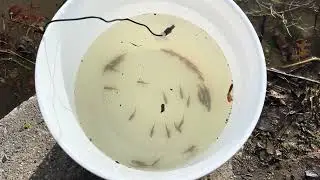 2025 Chinook Salmon in the Classroom