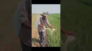 Farming In Punjab #farming #punjab #reversemigration #motivation #canada #usa