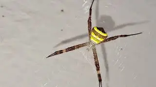 Argiope anasuja spider, also commonly known as the signature spider or writing spider. 