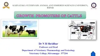 GROWTH PROMOTERS IN CATTLE BY DR N B SHRIDHAR 12-7-2021