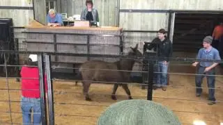 Shipshewana Horse Auction 11-18-16, Part 1