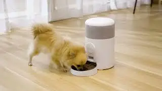 Руководство по настройке автоматической кормушки для животных WOpet Milo 2 FW09