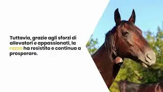 Il Cavallo Sanfratellano dei Nebrodi