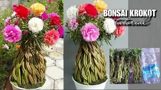 Cara membuat bonsai krokot kepang.#Titi_Galeri