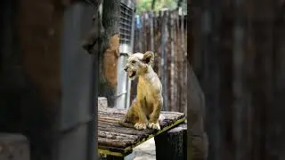 Zoos: not just where you meet your favorite animals&hellip; but where global conservation begins. 🌍🐾
