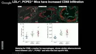 Extracellular Matrix and HDL Metabolism: Is It Time to Redefine Reverse Cholesterol Transport?