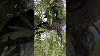 Look at this unusual sighting - the African rock python is strung across the branches of a tree! 🐍🌍