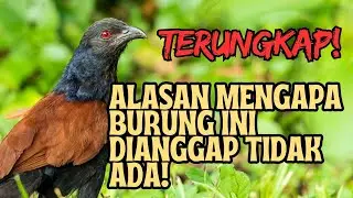 TERUNGKAP!!  ALASAN MENGAPA BURUNG BUBUT DIANGGAP TIDAK ADA!
