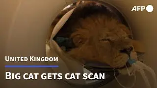 Lion at London zoo gets a check-up | AFP
