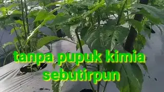 Review cabe ori 212 umur 35 hari ( tanpa pukim)