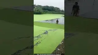 How China Makes Millions from Water Hyacinth! 🤯