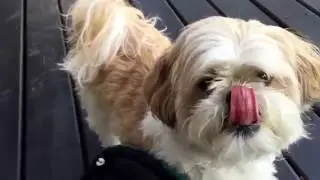 [Shih Tzu] Babies eating B-day cake 兩毛吃仔仔生日蛋糕