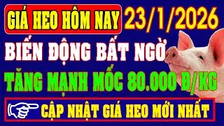Giá Heo Hơi Ngày 23/1/2026: BIẾN ĐỘNG BẤT NGỜ, TĂNG MẠNH MỐC 80.000 ĐỒNG/KG
