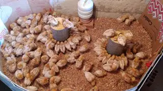 Completamos o lote com mais pintinhos! Essa galinha poedeira atinge até 410 ovos no sistema caipira!