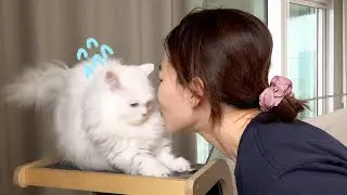 고양이에게 기습 뽀뽀를 해봤습니다
