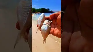Found dead kapasanfish on the beach #shorts #shortvideo #viralshorts