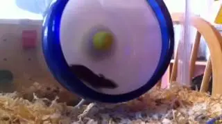 Pygmy mice