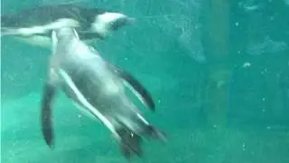 Penguin and Manatee at Singapore Zoo