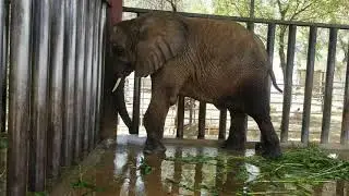 Malika & Sonu | Elephants in Safari Park Karachi | Hot Weather | Ice Breaking