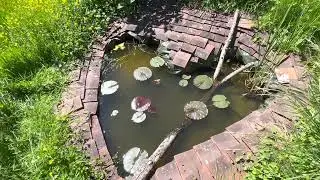 Triton, Grenouilles et autres : le biotope de notre mare explose ...