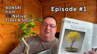 Field Maple - Acer campestre - UK Native Tree | Bill's Bonsai - Native Trees and Shrubs Episode #1