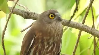 Brown Boobook,