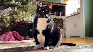 The Craziest Cat Sitting Day of My Life (23 Clients)