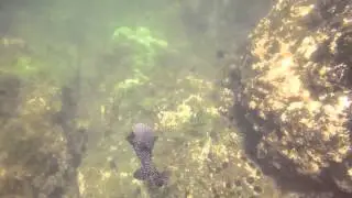Snorkeling at Ocotal Beach