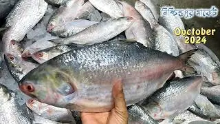 ইলিশের দাম নিশ্চিন্তপুর মাছের বাজার অক্টোবর 2024 | hilsa price in India | ইলিশের দাম কলকাতা 2024